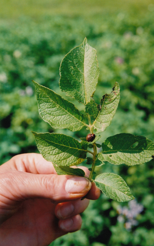 Eesti Põllumajandusmuuseumi kartulipõllul. Kartulimardika tõuk