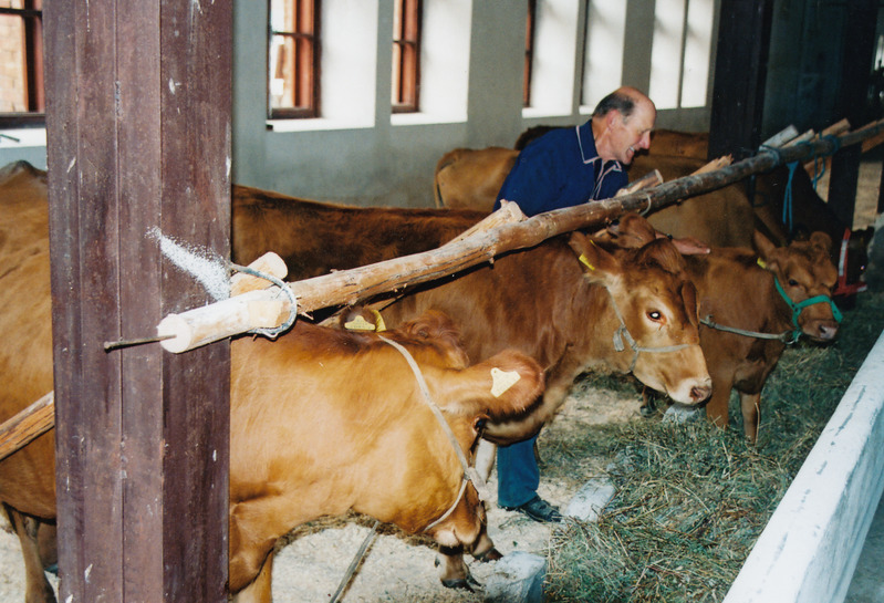 Sügisnäitus ja Tõuloom 2002 Eesti Põllumajandusmuuseumis, veised vanas mõisalaudas