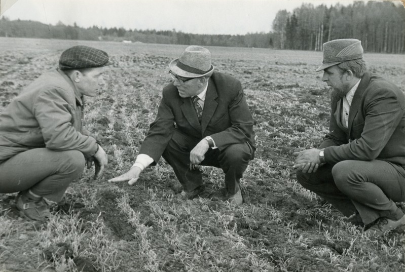 Tori sovhoosi peaagronoom A.Tõnissoo ja prof. E.Haller suviteravilja orase kahjustusi takseerimas