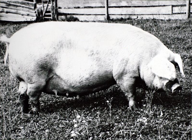 Malli 1516, ESV-1850