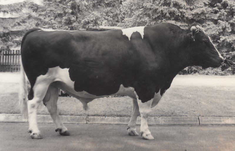 Rakvere Seemendusjaama parim eesti mustakirjut tõugu pull Gabriel ЕСНФ