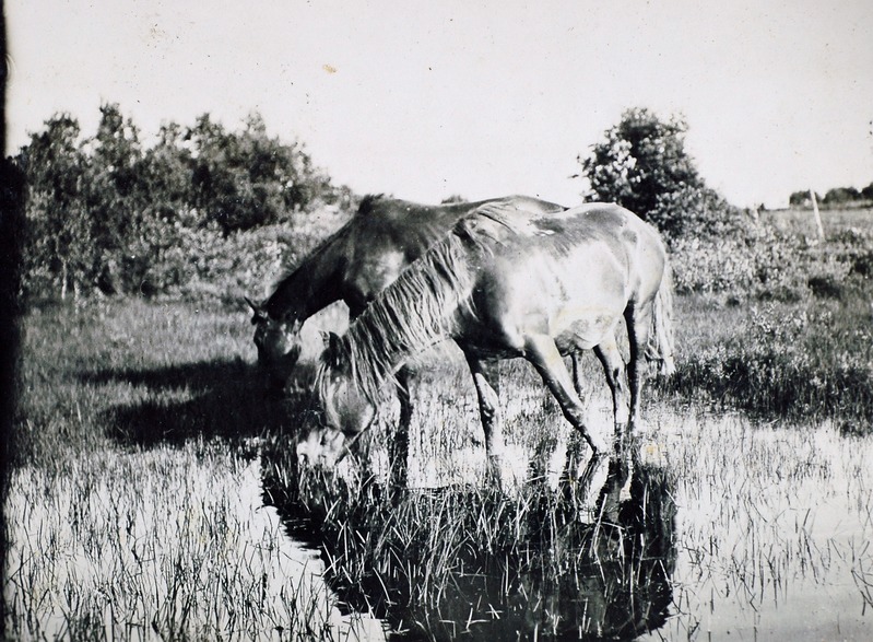 Adila Sooparanduse Selts.
Hobused rabakoplis