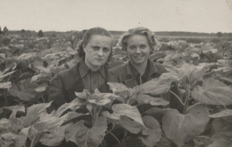 Ada Treumuth ja Astrid Unnok Väimela sovhoostehnikumi päevalillepõllul