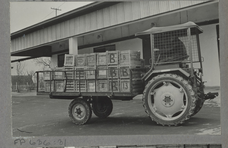 Munade transportimine lattu