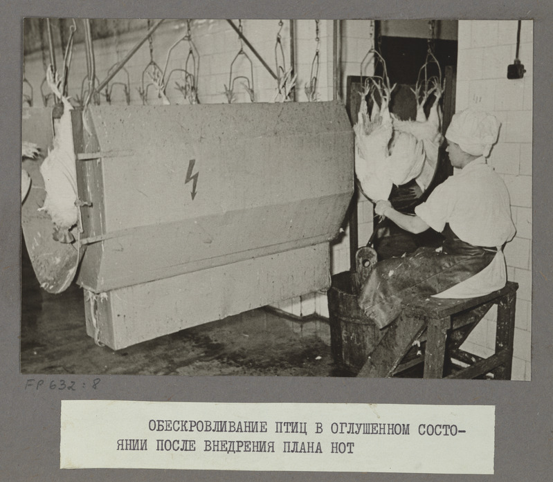 Tartu Lihakombinaat. Lindude töötlemine pärast uuenduste sisseviimist