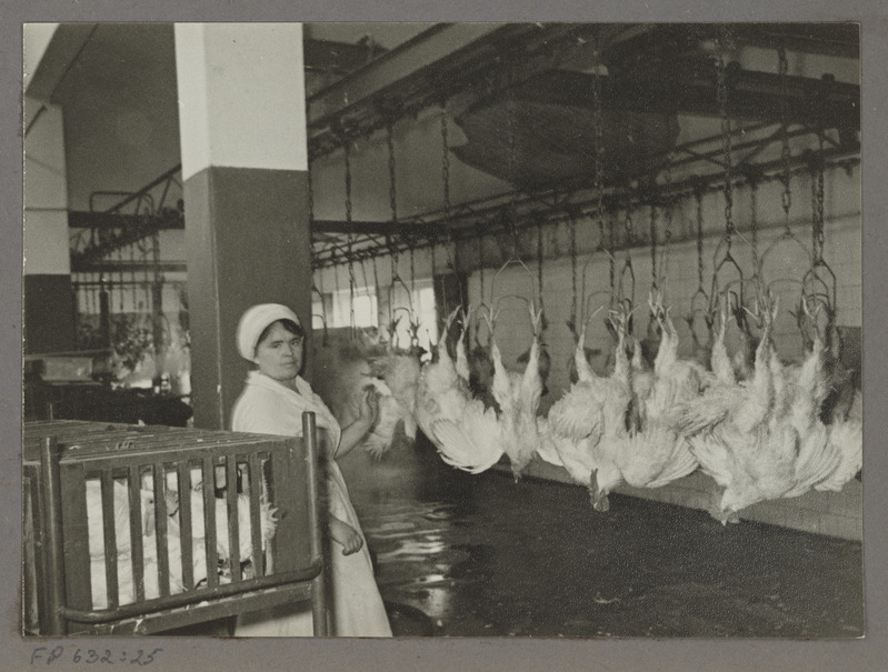 Tartu Lihakombinaat. Eeskujulikult organiseeritud töökohad lindude esmaseks töötlemiseks