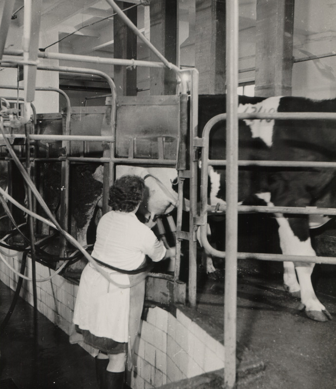 Lehmade lüpsmine Eesti Loomakasvatuse ja Veterinaaria Teadusliku Uurimise Instituudi katsemajandi farmis