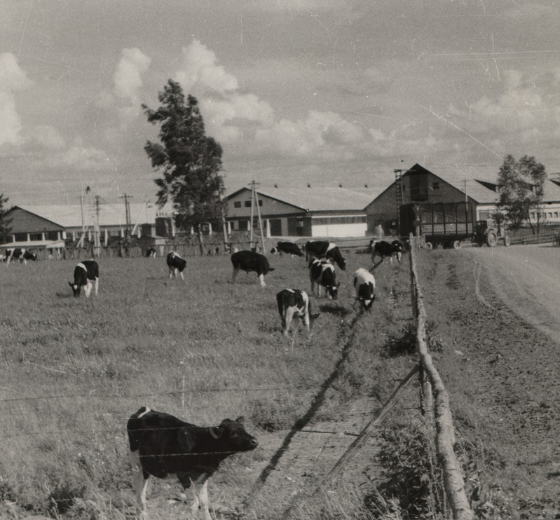 Eesti Loomakasvatuse ja Veterinaaria Teadusliku Uurimise Instituudi katsemajandi noorloomafarmi kasvandikud karjamaal