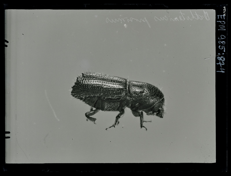 Orthotomicus proximus