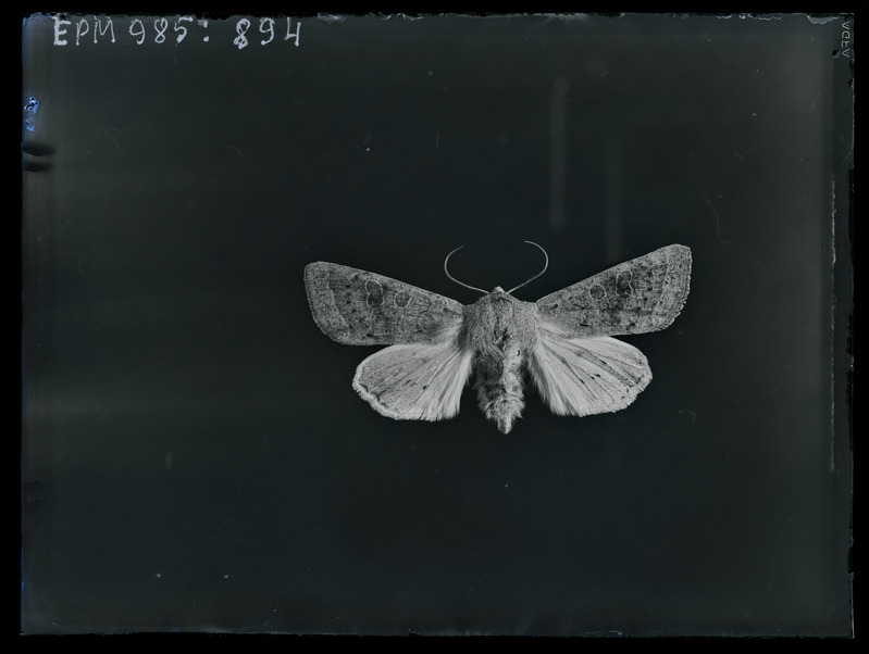 Taeniocampa gracilis - liblikas