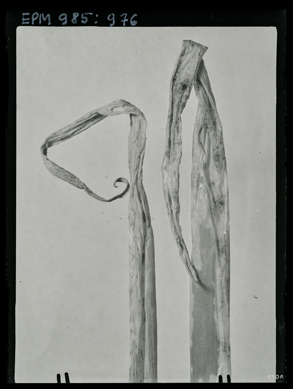 Acrolepia assectella vigastatud talisibula leht