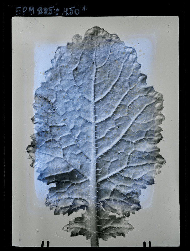 Athalia colibri munad