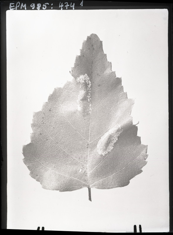 Lithocolletis sp. kaevandid Betula Nigra'l