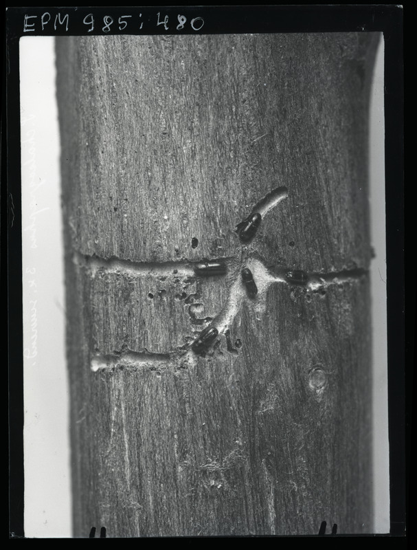 Pityogenes chalcographus (harilik võsaürask)