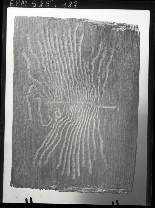 Leperisinus fraxini üheharuline rõhtkäik