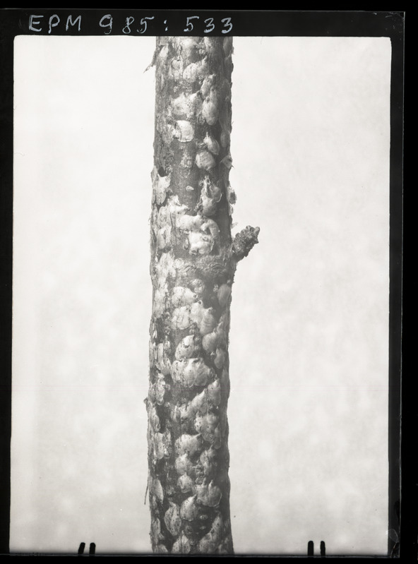 Chionaspis salicis mustal sõstral