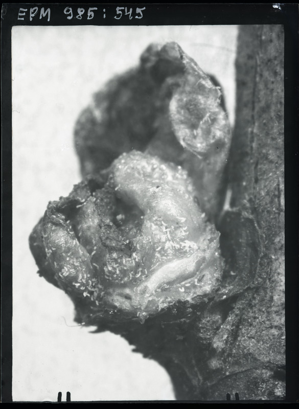 Eriophyes ribis tõugud mustal sõstral