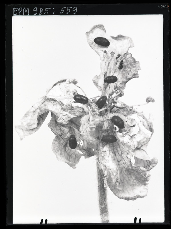 Meligethes'e vigastatud õunapuu õis