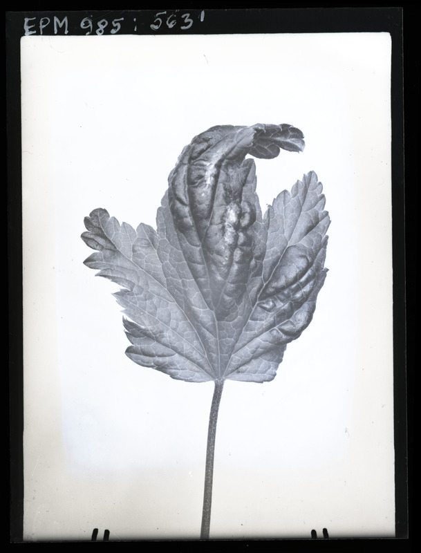 Myzus ribis kahjustus