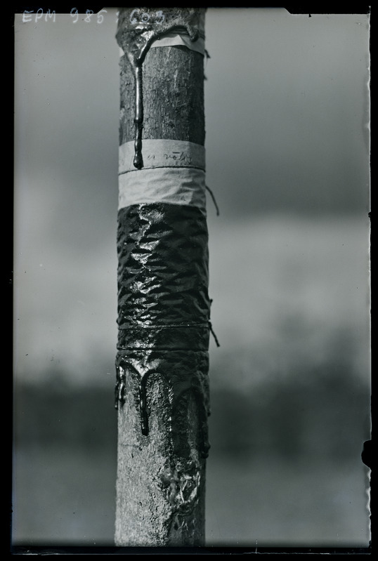 Röövikuline rets. Michelson