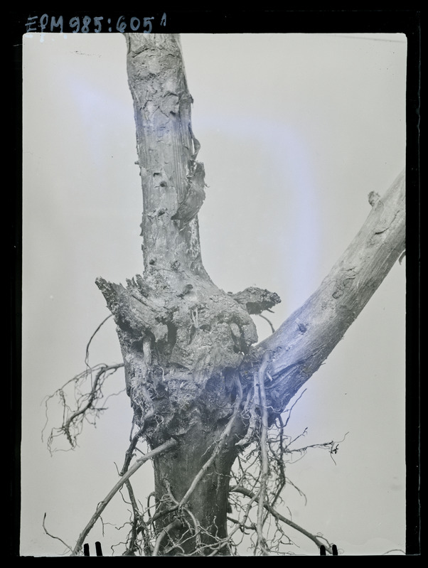 Bembecia hylaiformis Lasp. vabarnal