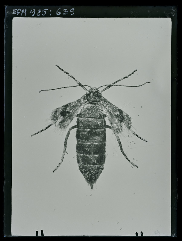Cheimatobia boreata (emane)