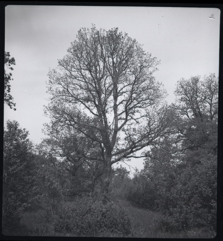 Tortrix viridana rüüste tammikus (Rakvere)