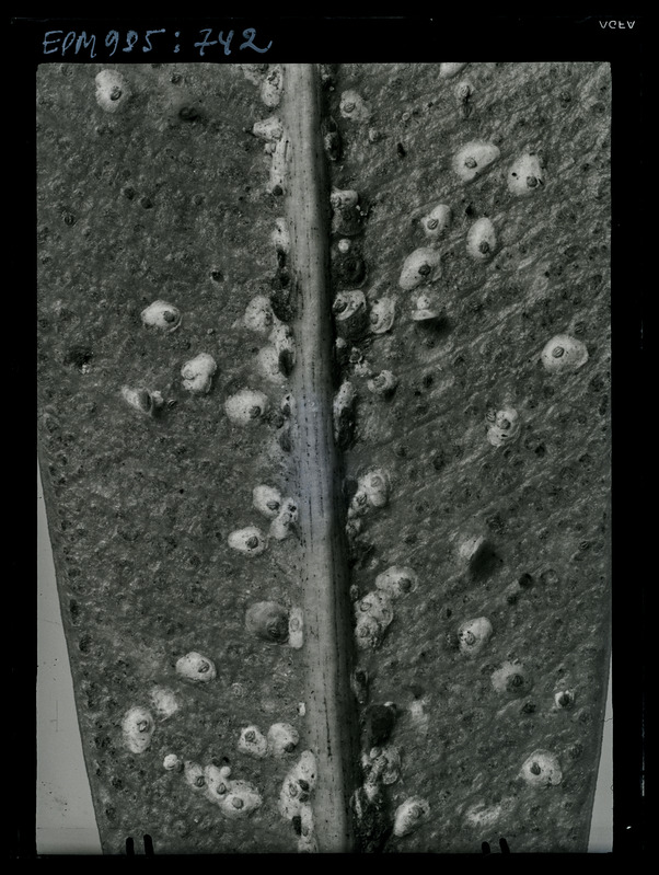 Aspidiotus hederae oleandril