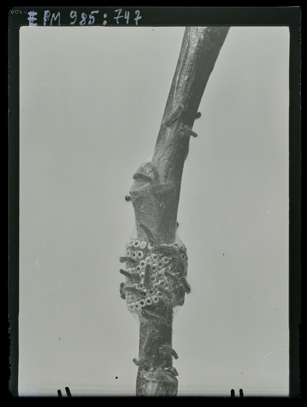 Malacosoma neustrium vast munast koorunud röövikud