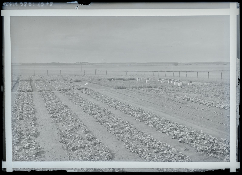 Katsejaama põld Apioni isolaatoritega