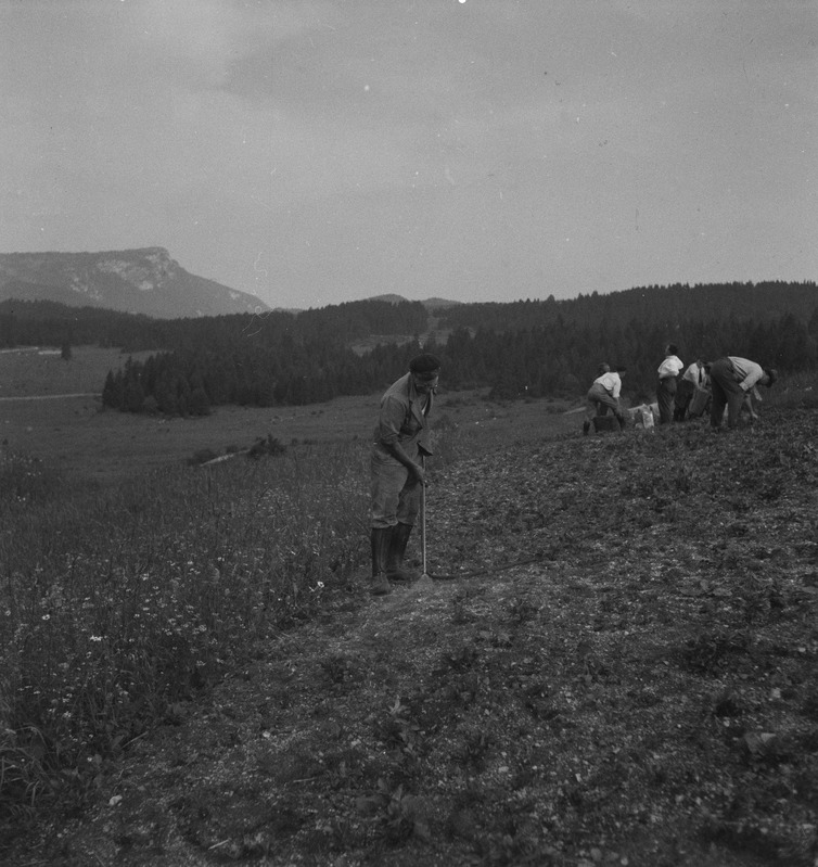 Kartulimardika tõrje