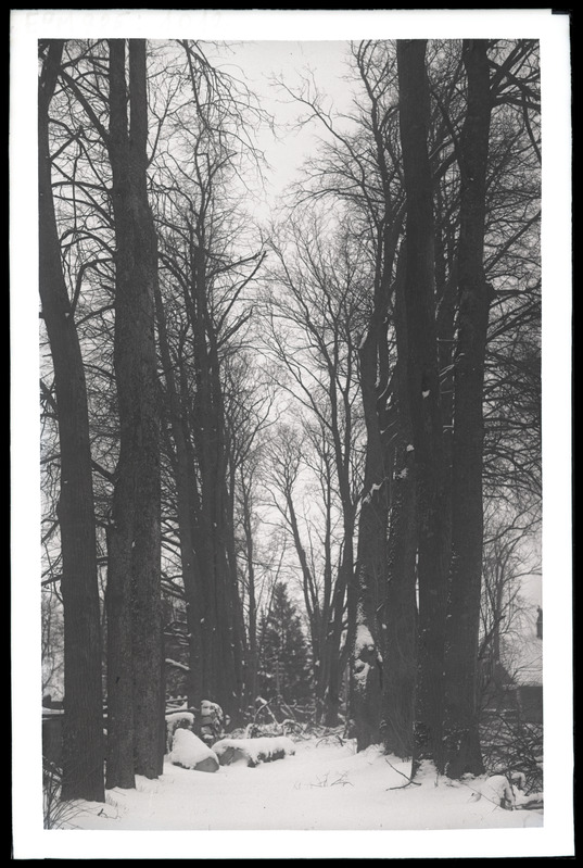 Jakobi tänava aia puiestee