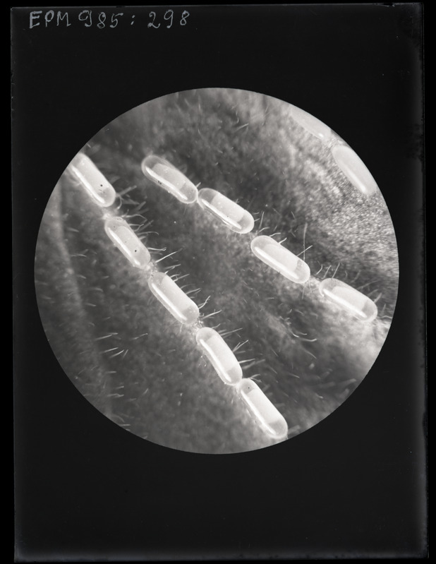 Pteronus ribesii munad