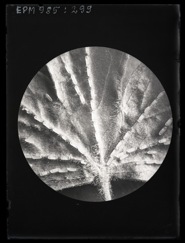 Pteronus ribesii munad