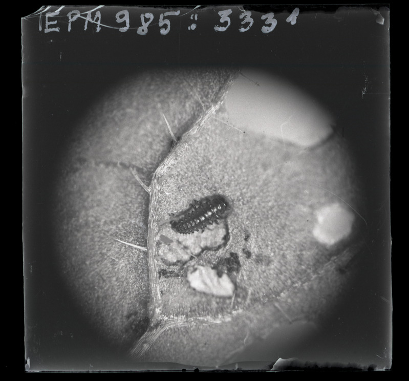 Phaedon cochleariae (naerimardikas) tõuk