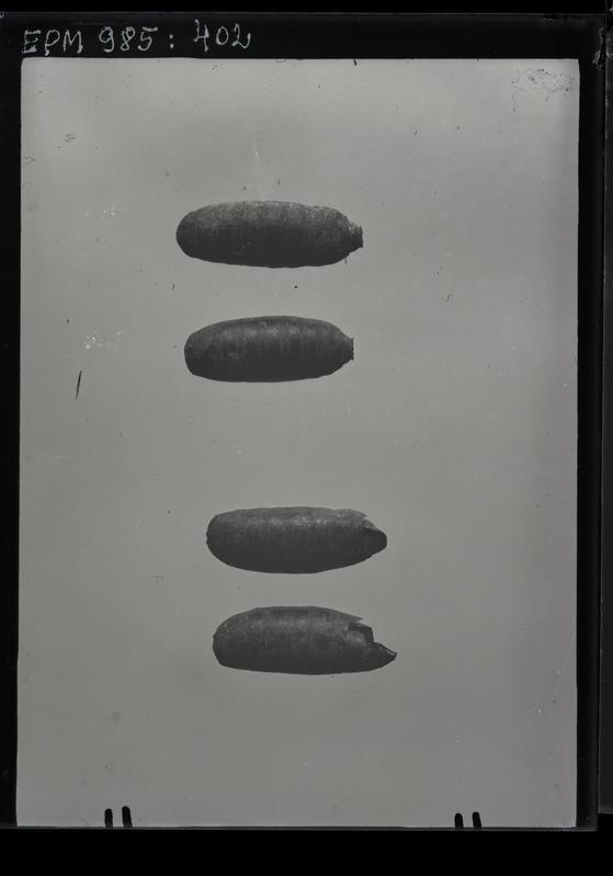 Pegomyia hyoscyami (peedikärbes) nukud