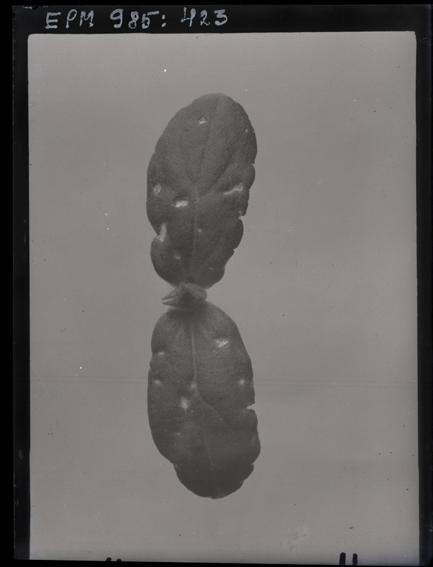 Sminthurus sp. kahjustus kurgil