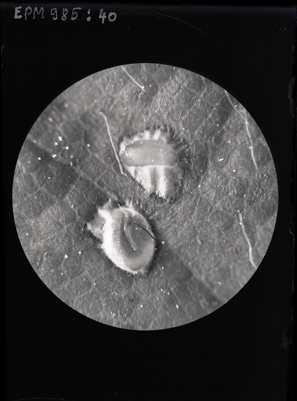 Emphytus cinctus (punavööt-maasikavaablane)