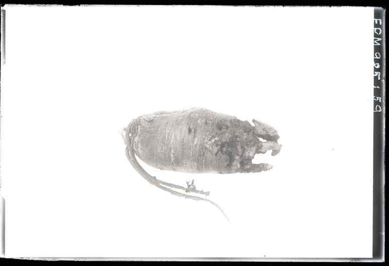 Agrotis segetum'i (oraseöölane, rukkiuss) hävitustöö naeril