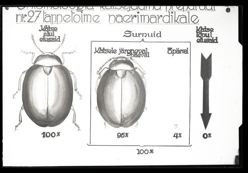 Phaedon cochleariae (naerimardikas)