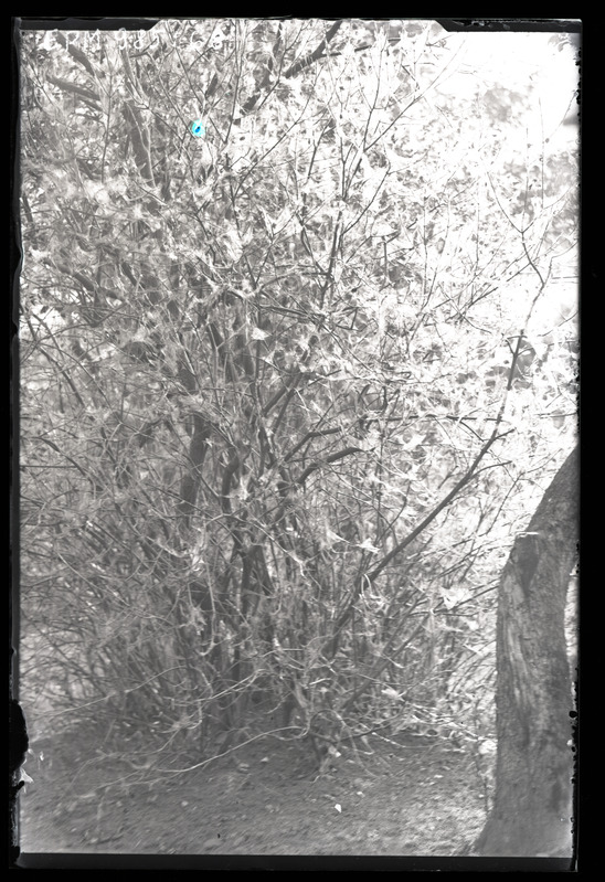 Yponomeuta (võrgendikoi) Euonymus europaeus'e (harilik kikkapuu) peal