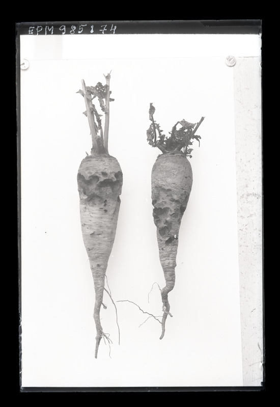 Rukkiussi hävitustöö naeris