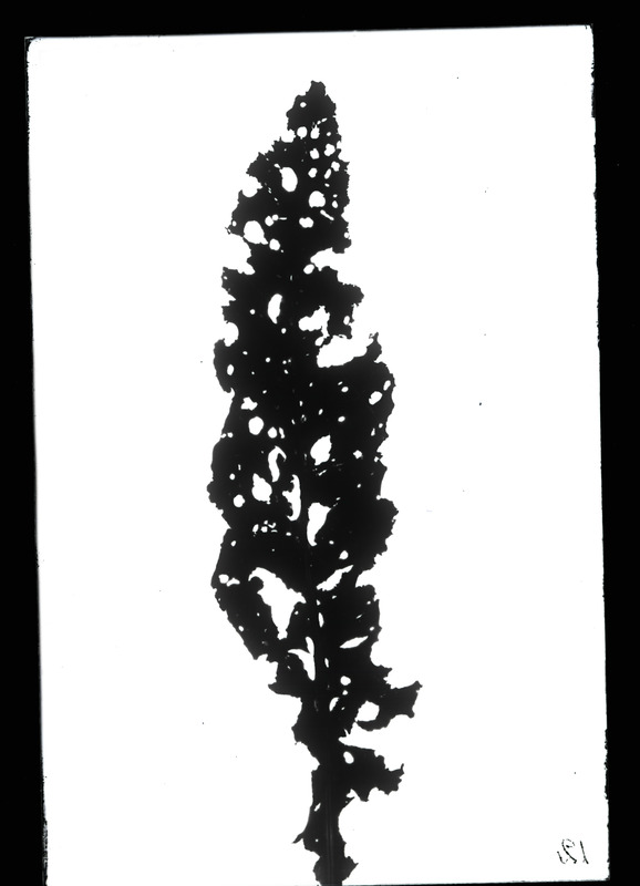 Phaedon cochleariae (naerimardikas)