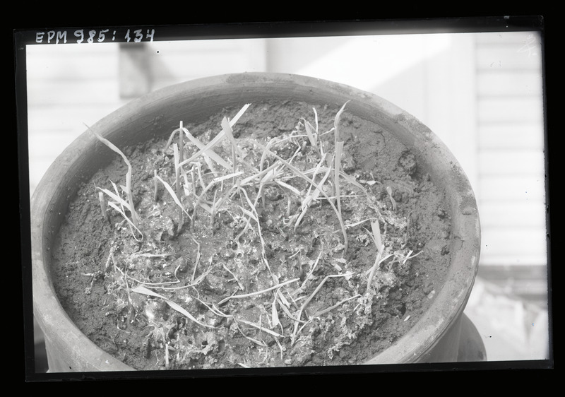 Põllunälkja hävitatud rukis