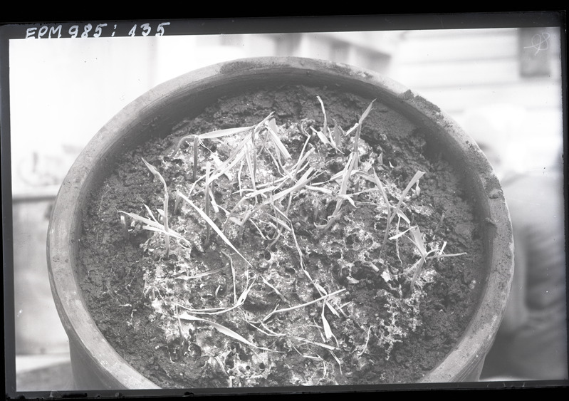 Põllunälkja hävitatud rukis