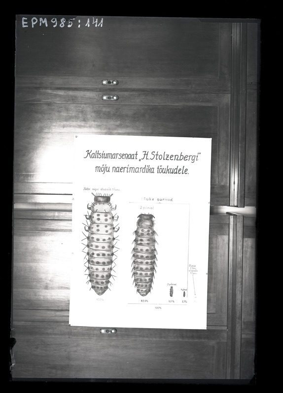 Phaedon cochleariae (naerimardikas)