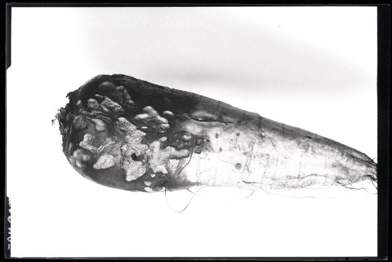 Põldnälkja kahjustatud söödanaeris