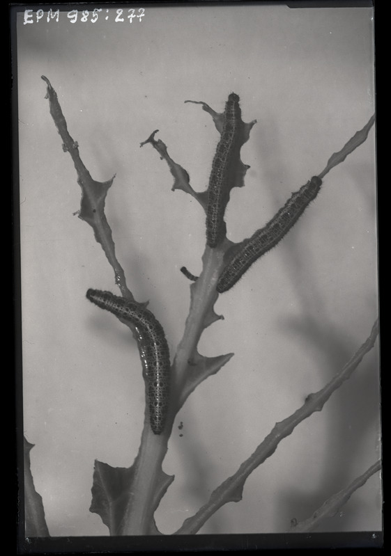 Pieris brassicae (suur-kapsaliblikas) röövikud