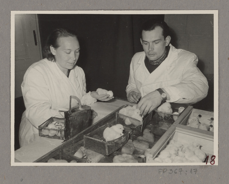 Laborant Elise Arjus ja vetarst Arved Kaarmaa tibusid märgistamas