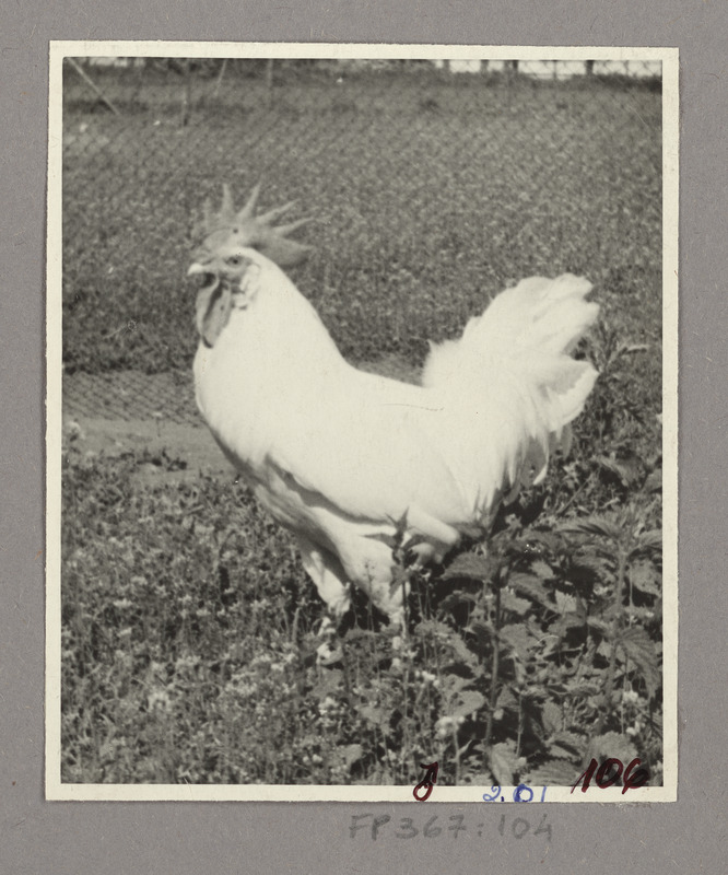 Valge leghorni tõugu kukk